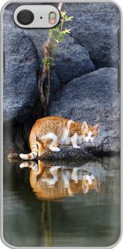 Capa Cat Reflection in Pond Water