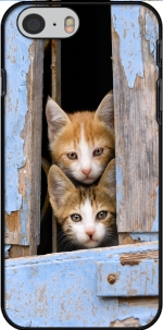 Capa Cute curious kittens in an old window for Iphone 6 4.7