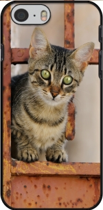 Capa Cute kitten on a rusty iron door  for Iphone 6 4.7