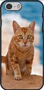 Capa gatinho, red tabby, em um penhasco for Iphone 6 4.7