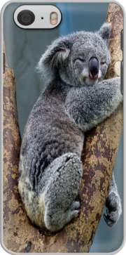 Capa Koala Bear Australia