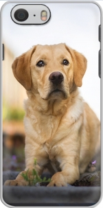 Capa Labrador Dog for Iphone 6 4.7