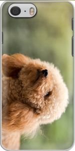 Capa poodle on grassy field for Iphone 6 4.7